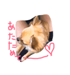 チワワのプリンちゃん（個別スタンプ：10）