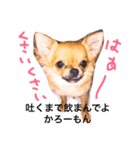 チワワのプリンちゃん（個別スタンプ：13）