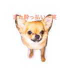 チワワのプリンちゃん（個別スタンプ：14）