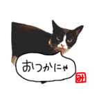 みーにゃん の わくわく スタンプ（個別スタンプ：5）