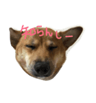 ポチ （三重の犬）（個別スタンプ：1）