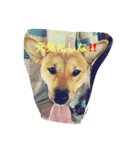 ポチ （三重の犬）（個別スタンプ：3）