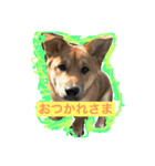 ポチ （三重の犬）（個別スタンプ：4）