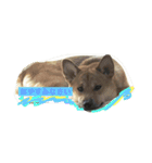 ポチ （三重の犬）（個別スタンプ：5）
