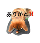 ポチ （三重の犬）（個別スタンプ：6）