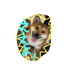 ポチ （三重の犬）（個別スタンプ：7）