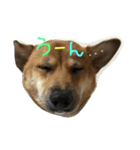 ポチ （三重の犬）（個別スタンプ：8）