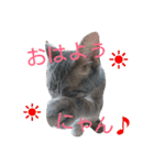 mirin meow（個別スタンプ：1）