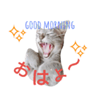 mirin meow（個別スタンプ：2）