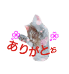 mirin meow（個別スタンプ：5）