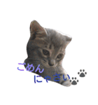 mirin meow（個別スタンプ：10）