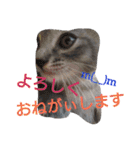 mirin meow（個別スタンプ：12）