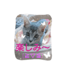 mirin meow（個別スタンプ：15）
