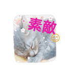 mirin meow（個別スタンプ：16）