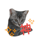 mirin meow（個別スタンプ：17）