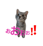 mirin meow（個別スタンプ：21）