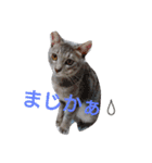 mirin meow（個別スタンプ：22）
