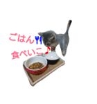 mirin meow（個別スタンプ：23）