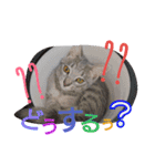 mirin meow（個別スタンプ：29）