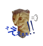 mirin meow（個別スタンプ：30）