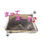 mirin meow（個別スタンプ：31）