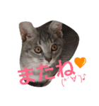 mirin meow（個別スタンプ：32）
