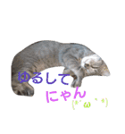 mirin meow（個別スタンプ：34）