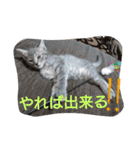 mirin meow（個別スタンプ：36）