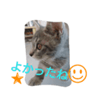 mirin meow（個別スタンプ：40）