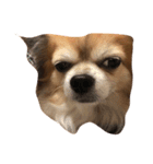 kuu/Chihuahua（個別スタンプ：1）