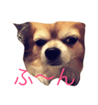 kuu/Chihuahua（個別スタンプ：2）