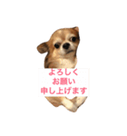 kuu/Chihuahua（個別スタンプ：3）