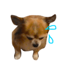 kuu/Chihuahua（個別スタンプ：5）