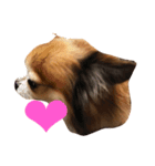 kuu/Chihuahua（個別スタンプ：6）
