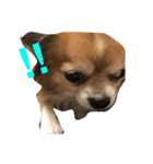 kuu/Chihuahua（個別スタンプ：7）