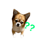 kuu/Chihuahua（個別スタンプ：8）