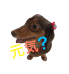 犬"（個別スタンプ：1）