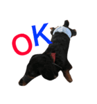 犬"（個別スタンプ：2）