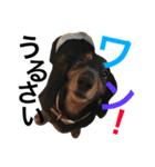 犬"（個別スタンプ：3）
