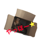 犬"（個別スタンプ：4）