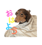 犬"（個別スタンプ：6）