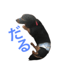 犬"（個別スタンプ：7）