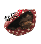 犬"（個別スタンプ：8）