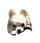 チワワんこちゃんです（個別スタンプ：6）