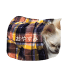 チワワんこちゃんです（個別スタンプ：7）