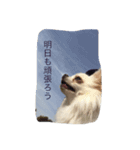 チワワんこちゃんです（個別スタンプ：8）