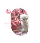whitedog＆blackdog(richomochieyi )（個別スタンプ：1）