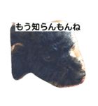 whitedog＆blackdog(richomochieyi )（個別スタンプ：3）