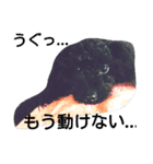 whitedog＆blackdog(richomochieyi )（個別スタンプ：5）