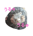 whitedog＆blackdog(richomochieyi )（個別スタンプ：7）
